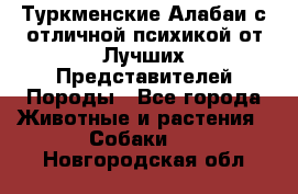 Туркменские Алабаи с отличной психикой от Лучших Представителей Породы - Все города Животные и растения » Собаки   . Новгородская обл.